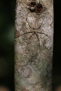 Araignée du genre Hersilia sur un arbre  